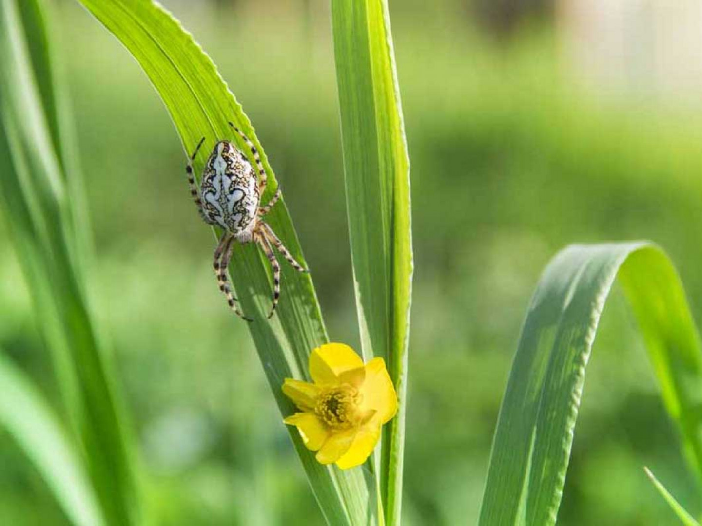 Lawn Care, Organic Pest Control, Tree Spraying: Twin Falls ...