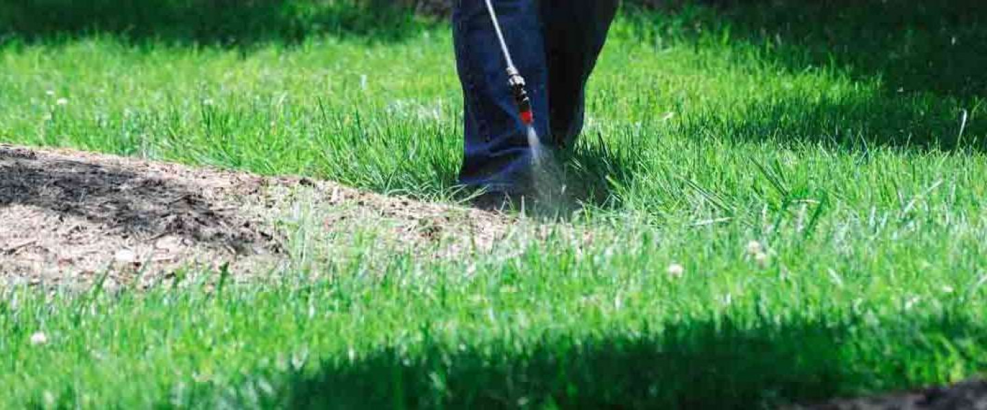 Lawn Spraying, Weed Spraying, Weed Control Twin Falls, Nampa