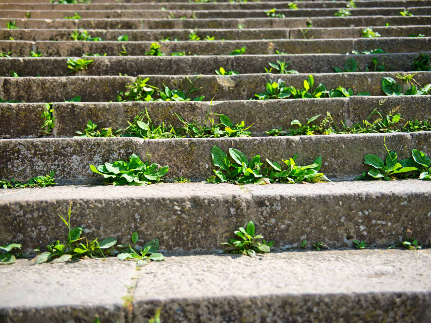 Bare Ground Weed Control Twin Falls, Nampa, Mountain Home, Boise, ID